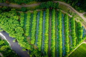 flower farms on the oregon coast