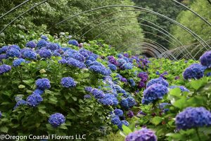 hydrangea ranch flowers