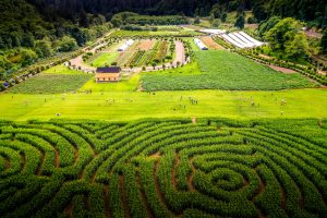oregon coastal flowers ariel view 