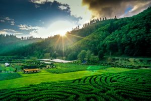 kilchis river pumpkin patch and corn maze