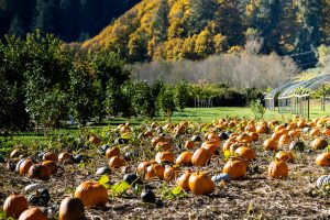 best reviewed pumpkin patches in oregon