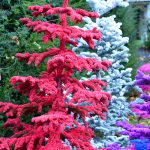 colorful flocked christmas trees