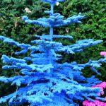 colorful flocked christmas trees in oregon