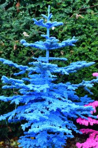 colorful flocked christmas trees in oregon
