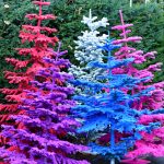 flocked christmas trees
