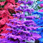 colorful flocked christmas trees