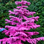 colorful flocked christmas trees in oregon