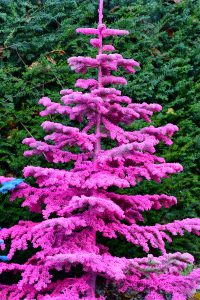 colorful flocked christmas trees in oregon