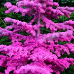 colorful flocked christmas trees in oregon