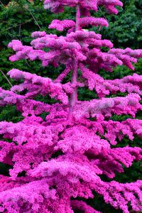 colorful flocked christmas trees in oregon