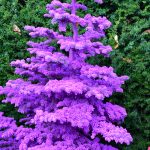 flocked christmas trees