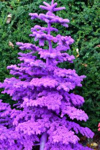flocked christmas trees