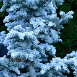 oregon coastal flowers flocked christmas trees 