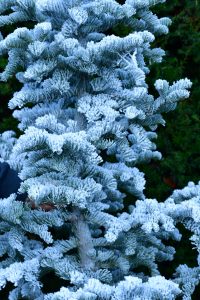 oregon coastal flowers flocked christmas trees 
