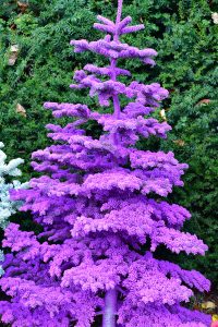 purple flocked christmas trees