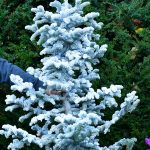 white flocked christmas trees