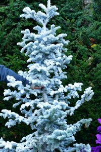 white flocked christmas trees
