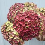 antique hydrangeas
