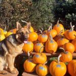 kilchis river pumpkin patch