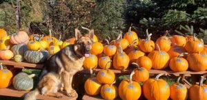 kilchis river pumpkin patch