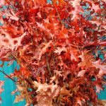 aoak branches