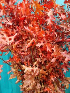 aoak branches