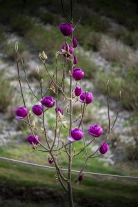black magnolia tree