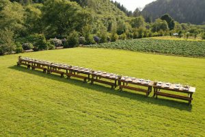 hydrangea ranch wedding venue
