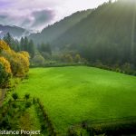 hydrangea ranch