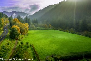 hydrangea ranch