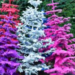 flocked christmas trees
