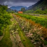 flower farm wedding venues in oregon