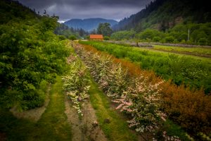 flower farm wedding venues in oregon