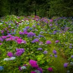 hydrangea ranch wedding venue
