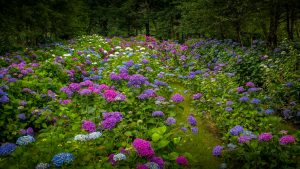 hydrangea ranch wedding venue