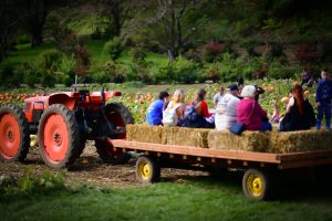kilchis river pumpkin patch