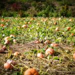 kilchis river pumpkin patchkilchis river pumpkin patch