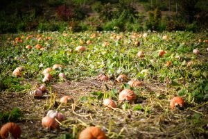 kilchis river pumpkin patchkilchis river pumpkin patch