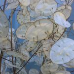 dried lunaria