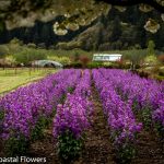 lunaria flowers