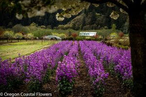 lunaria flowers