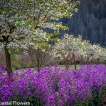 springtime wedding venues in oregon