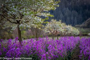 springtime wedding venues in oregon