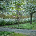 wedding designations in oregon