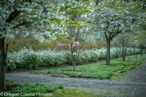 wedding designations in oregon