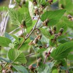 blackberry branches thornless