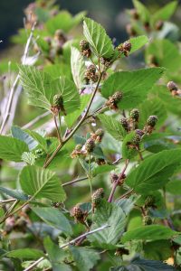 blackberry branches thornless