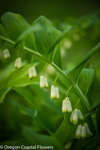 oregon coastal flowers