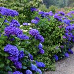 oregon coastal flowers hydrangeas