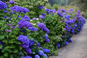 oregon coastal flowers hydrangeas